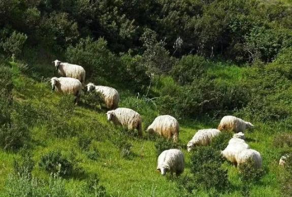 夏季养羊常见疾病的防治方法(图4)